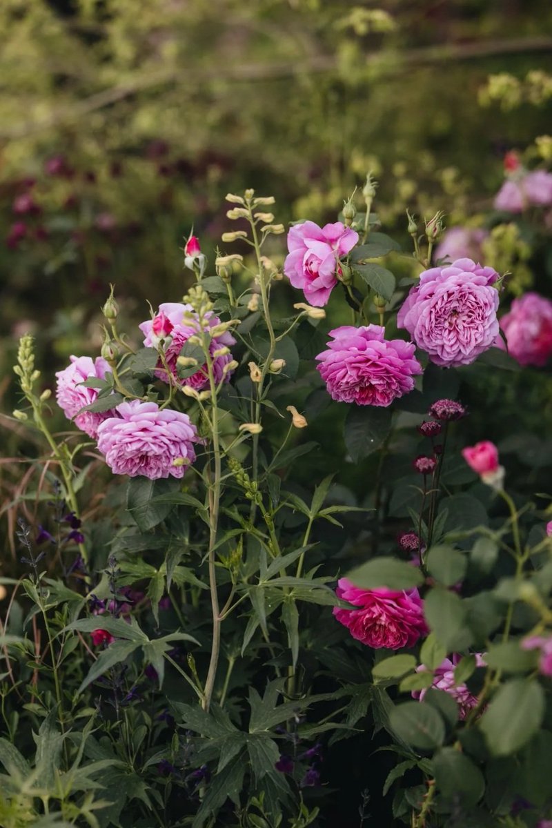 hodgetts_susan's tweet image. whispers of roses
drift softly in the garden
of my memories 
©️
#lundifleuri #haiku #mypoem #WritingCommunity 

~ Jo Thompson garden, Chelsea 2025 - photo by Eva Nemeth
