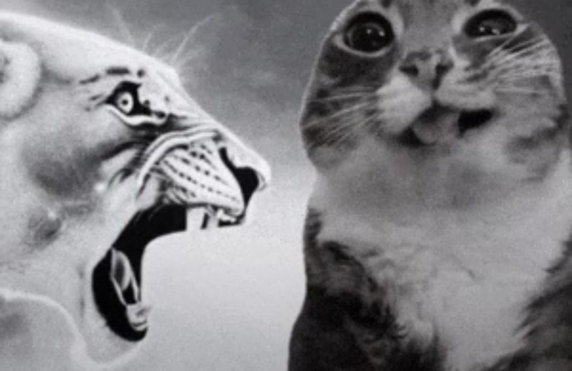 🤙🏻 tweet media