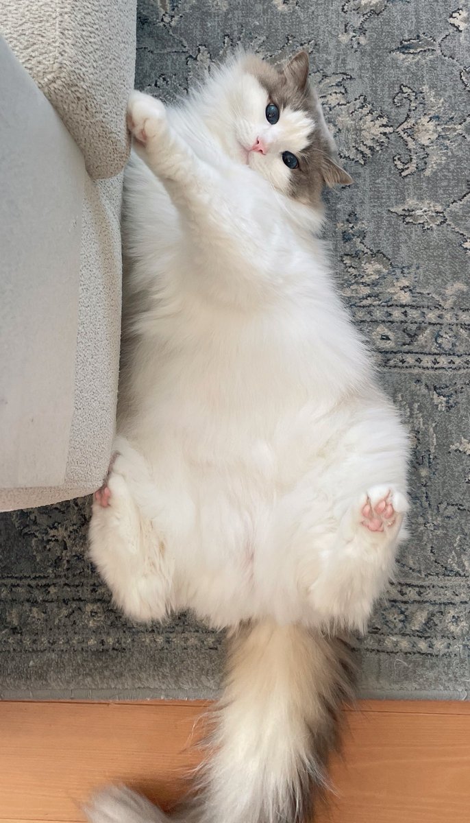 今日のねこは五分咲き

 #猫がいる幸せ #ねこかわいいね
