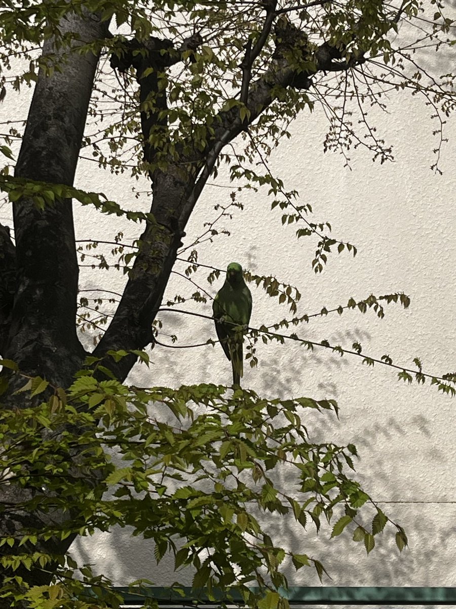 ulldull's tweet photo. 迷子インコ？オウム？立石中学校にまた居ました https://t.co/1AkoNwzJ1Q