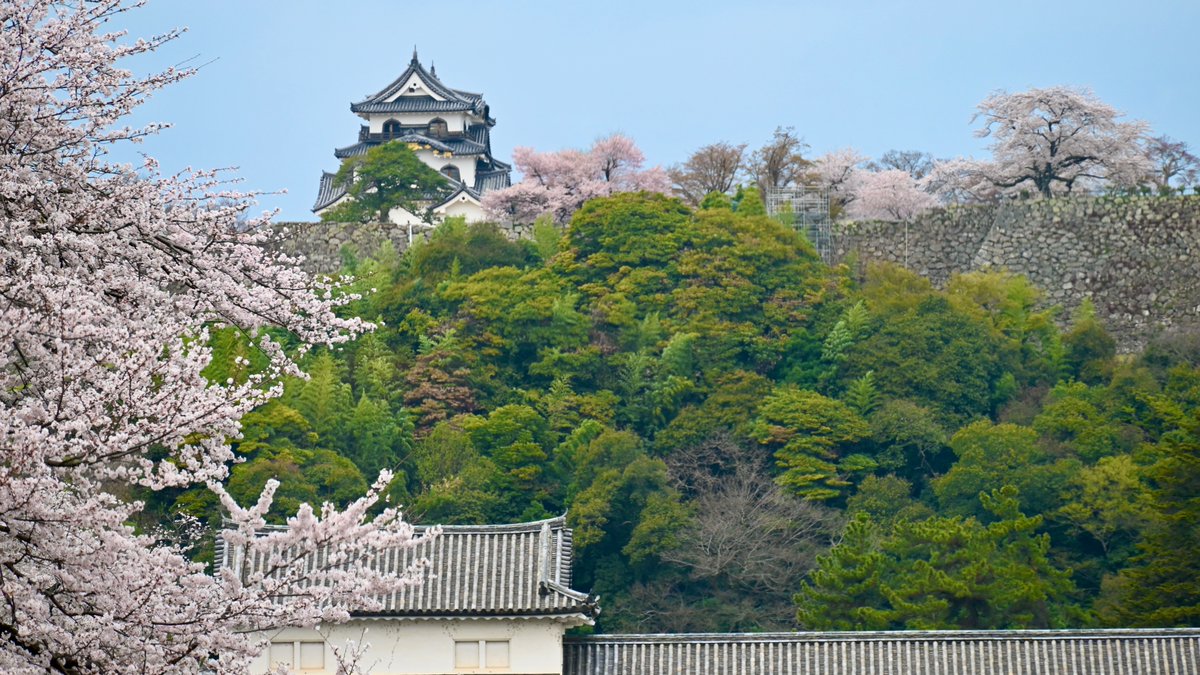 石 平 (参議院議員、中国から制裁を受けた国会議員第一号) tweet media