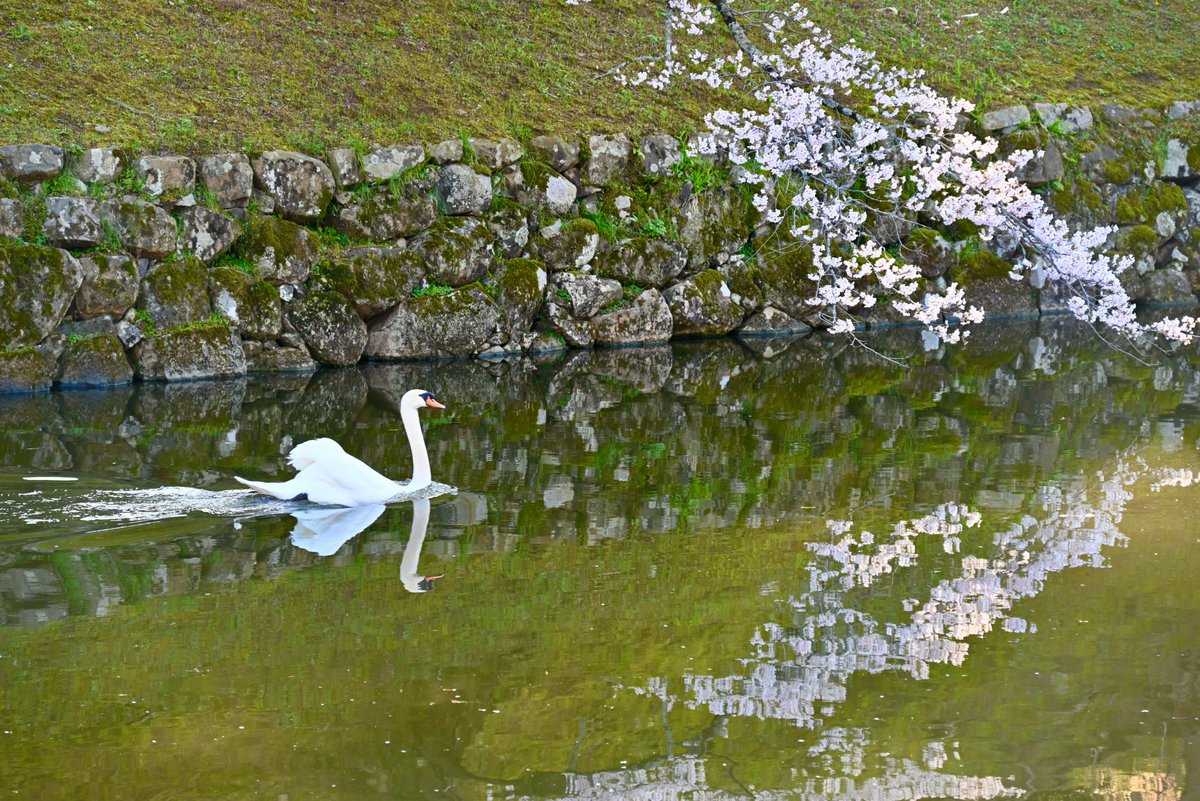 石 平 (参議院議員、中国から制裁を受けた国会議員第一号) tweet media