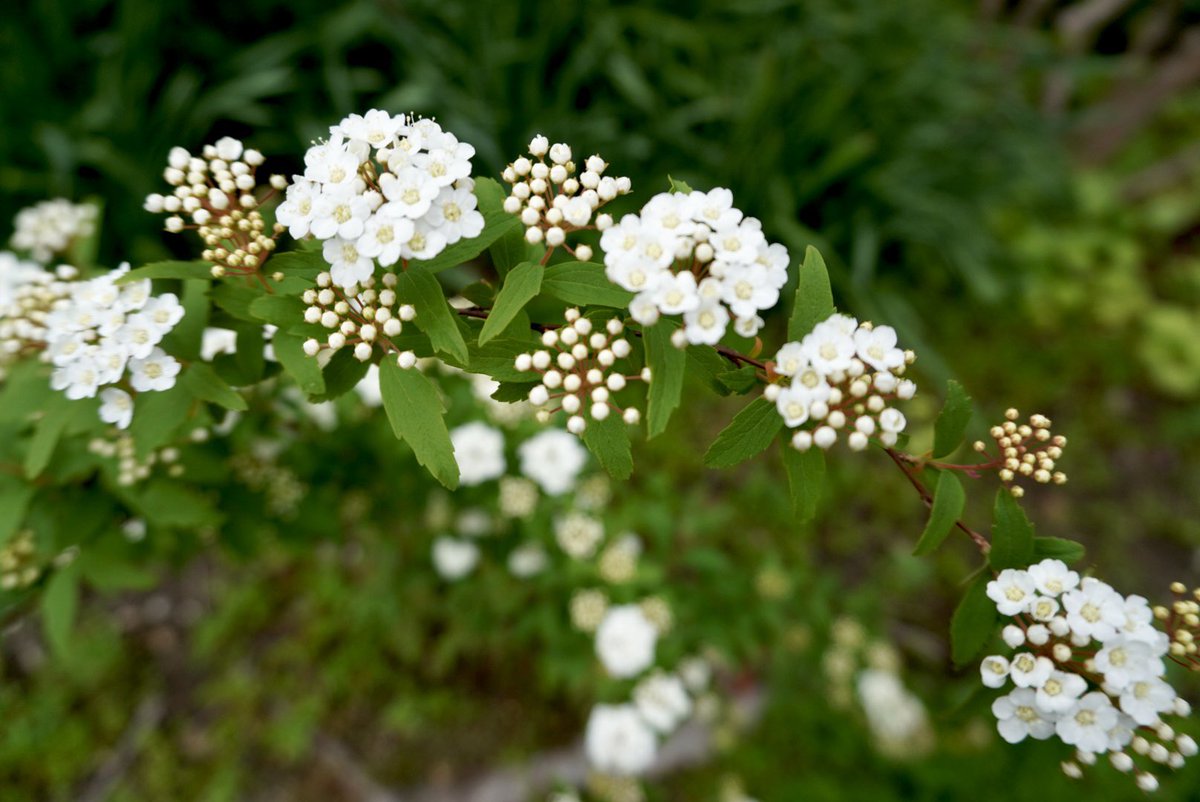 ラテルネ Laterne tweet media