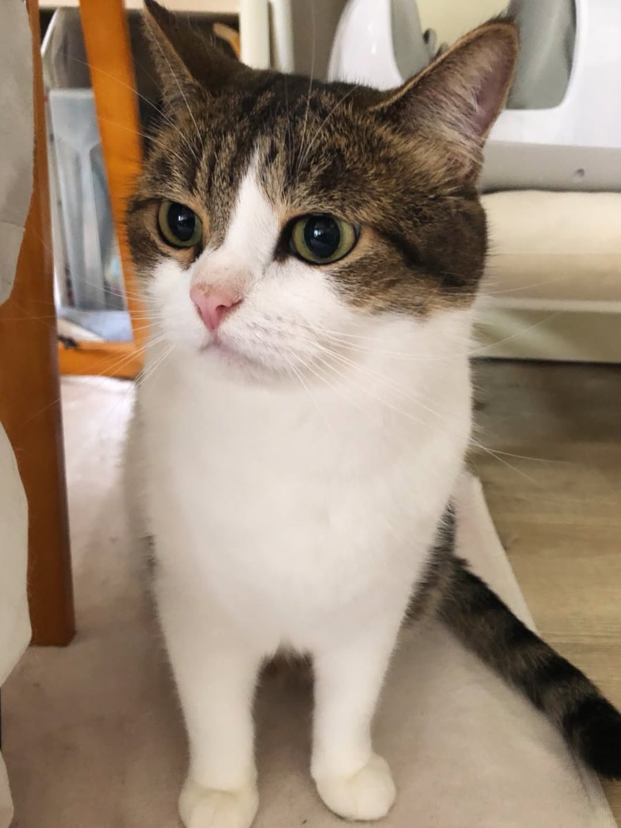 nikoandkotatoro's tweet photo. おはようニャ☀️

月曜日ってちょっとだけ気合いがいるよね。
でも大丈夫、こたろう先生がパワー送るから😼✨

無理しすぎなくていい、
一歩でも進めたらそれで100点ニャ。

今週もゆるっと、でもしっかり生きていこう💪
いってらっしゃいニャ🐾 https://t.co/4E8ttvDXOA