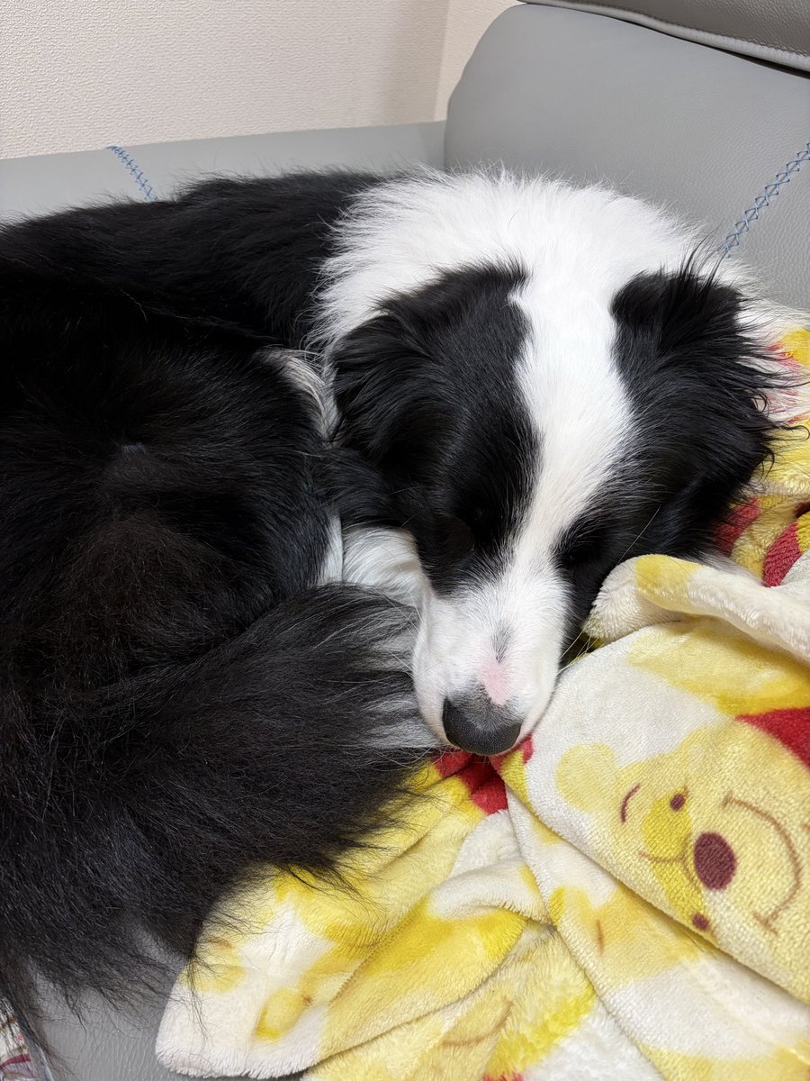 ボーダーコリーのセン tweet media