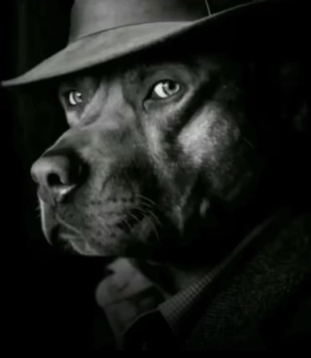 These Bitches Love Ibou 🤟🏾😈 tweet media