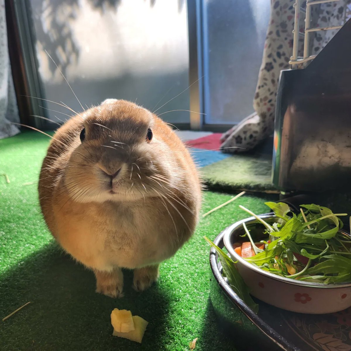 ゴンちゃんのお部屋 tweet media