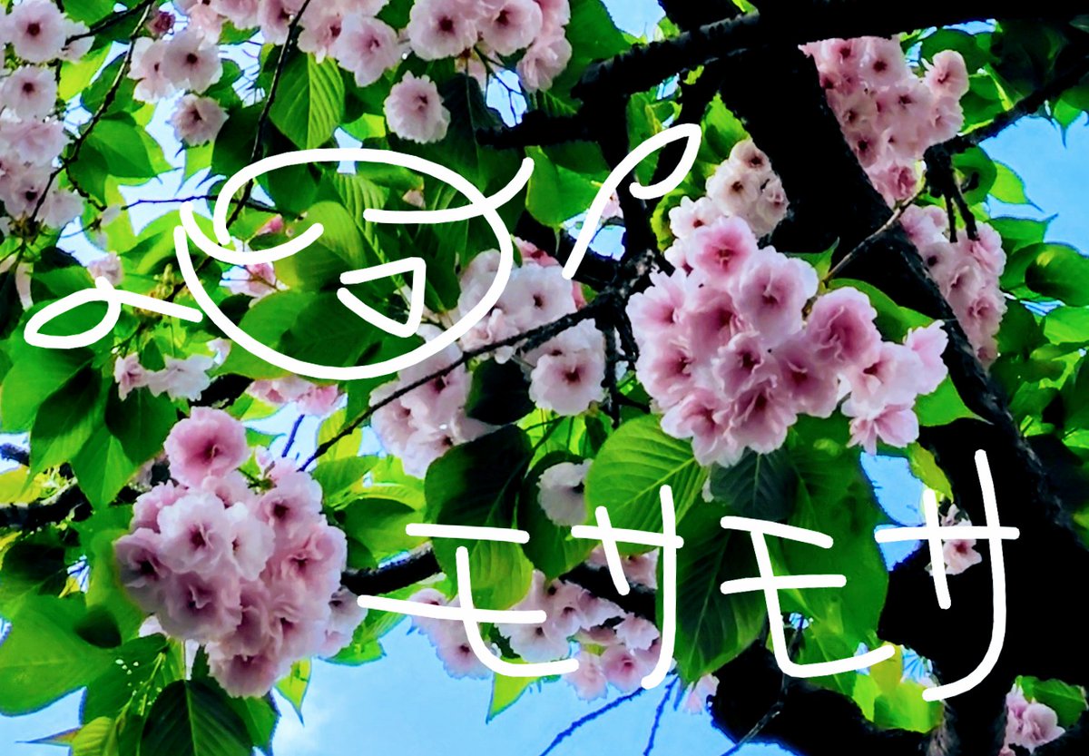 ねずみこ tweet media