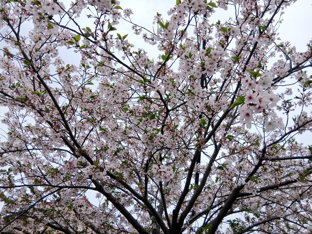 かこりん✨コンティニューキャリア/健康と仕事と人生と tweet media