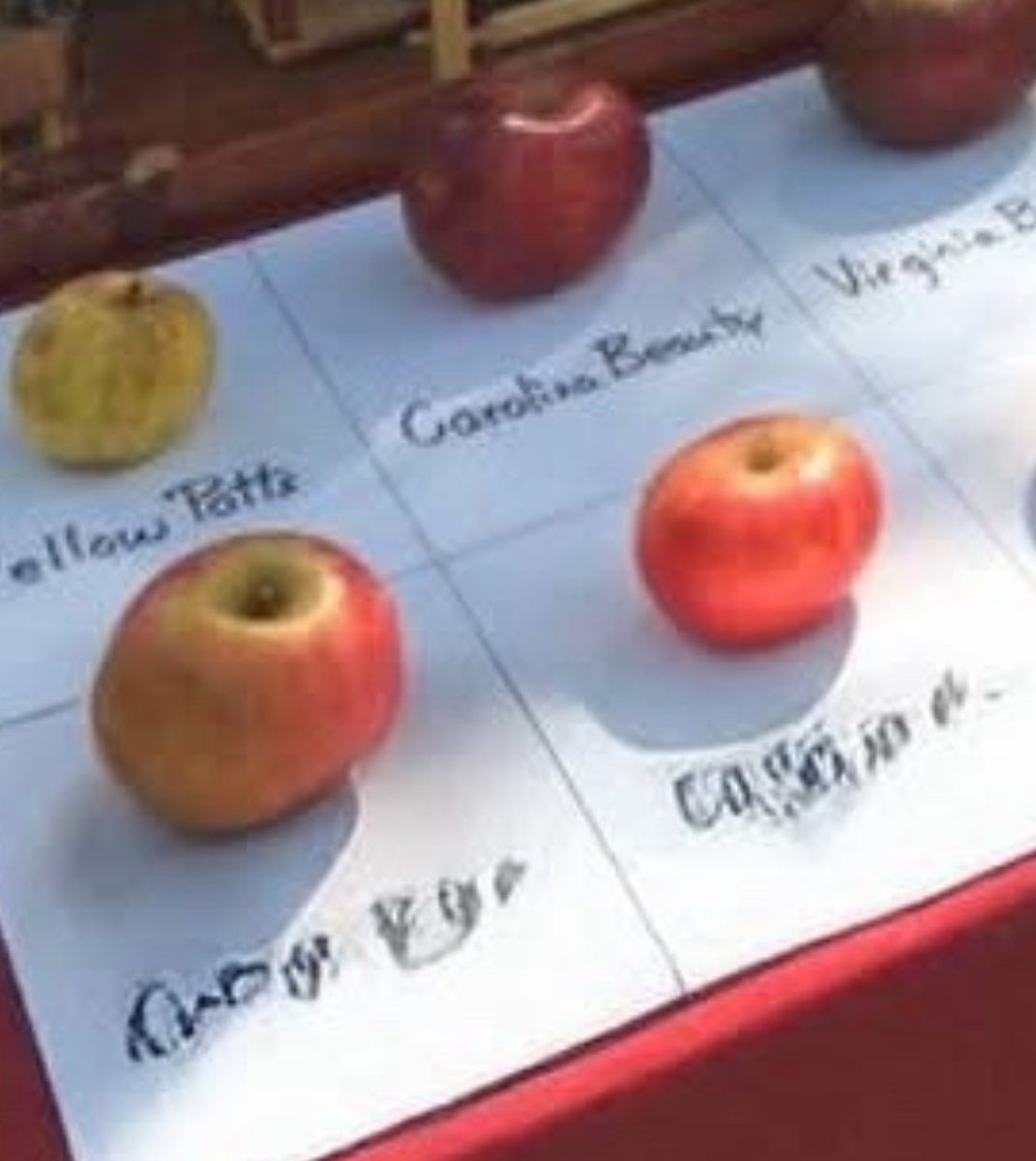 Sighduck tweet media