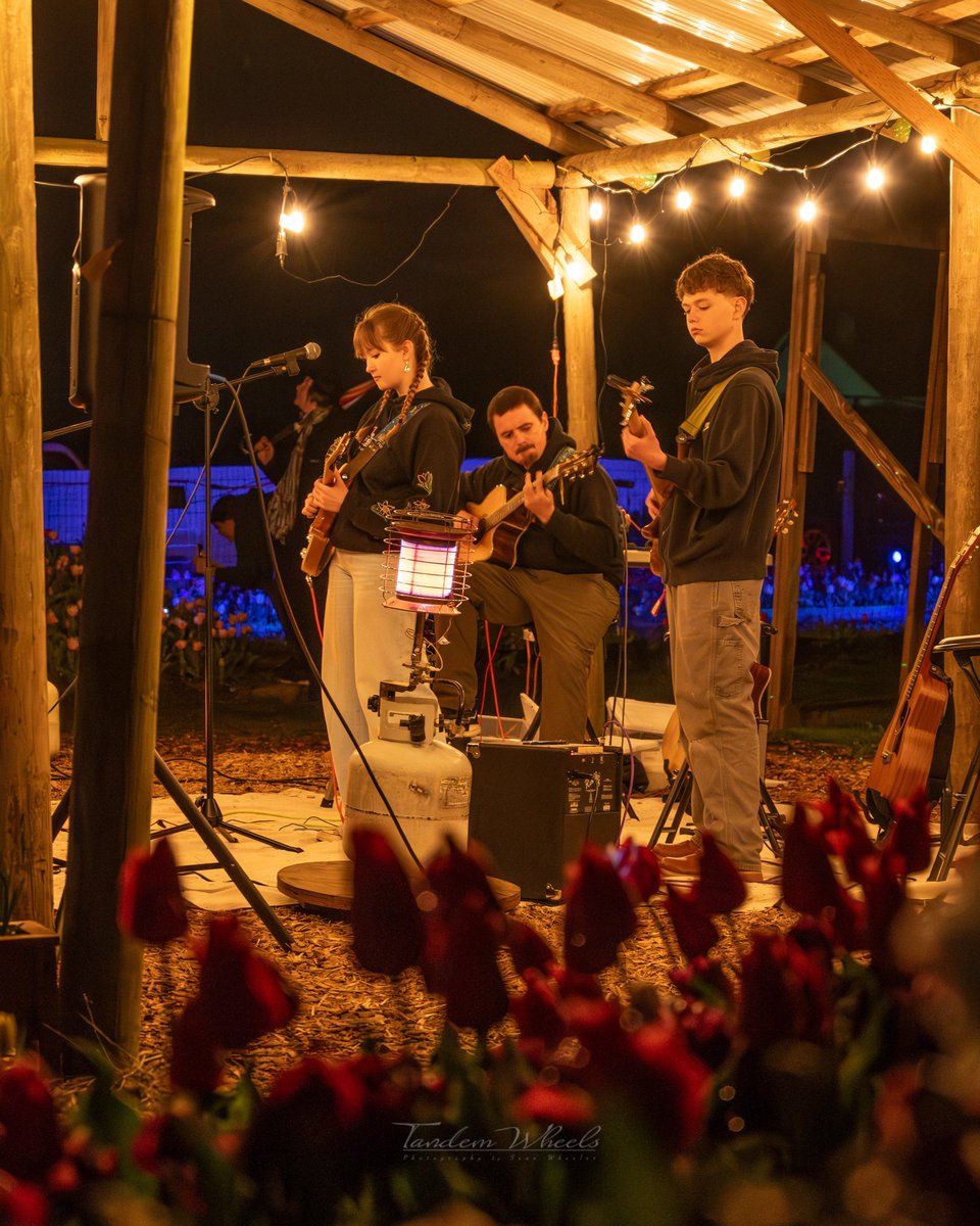 wheeler244's tweet image. Night bloom in the tulips at Tulip Valley Farms is a pretty cool experience, especially with the live music from Lilli Williams, who really rocked it Saturday night. It’s fascinating to see how the lights create different colors with the tulips.🌷
#pnw #wawx #tulipfestival