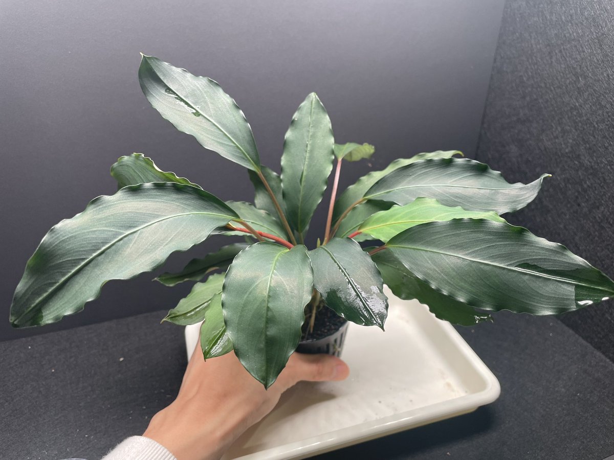 BuceRoom tweet media