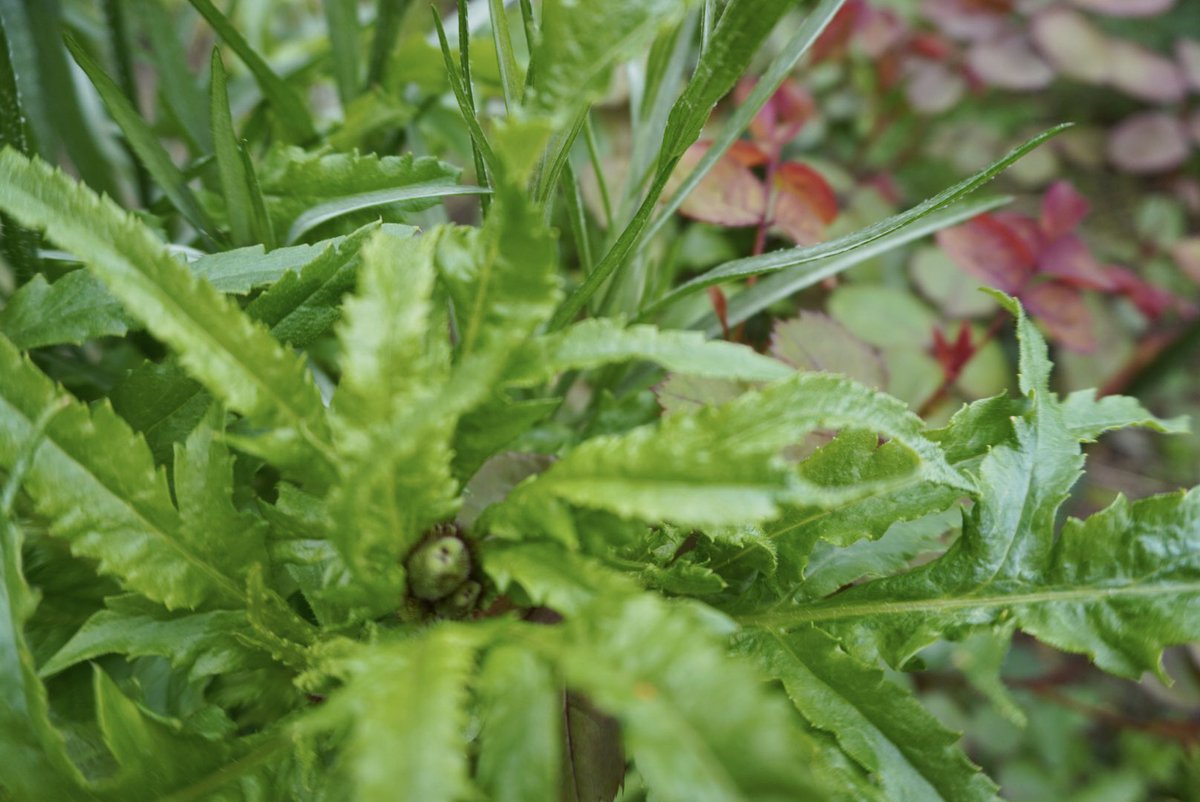 ラテルネ Laterne tweet media