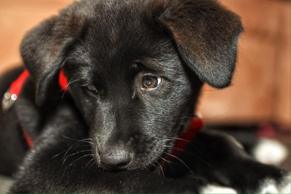 GameboyZ06's tweet photo. @GR4V3D0WN_B3L0W My Dog Lucy as a Puppy, and her now :3 And i don't really have any facts about her, other than she's an old lady (11 years old) https://t.co/cTxSOcIcwS
