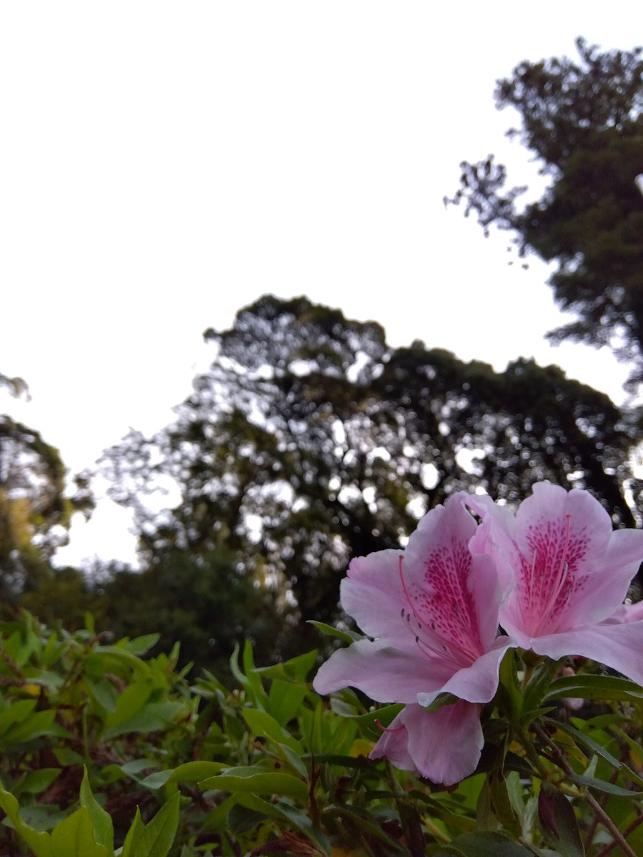 toyoyukejinja's tweet image. おはようございます🌳
#日本 #子孫繁栄 
　　　　　　　　　　　　🏞️拜