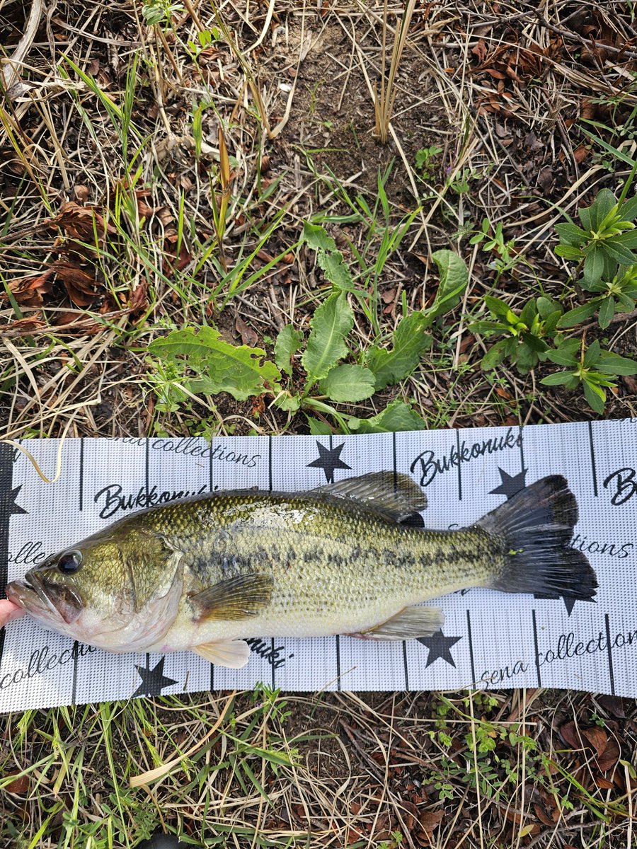 ビーバー tweet media