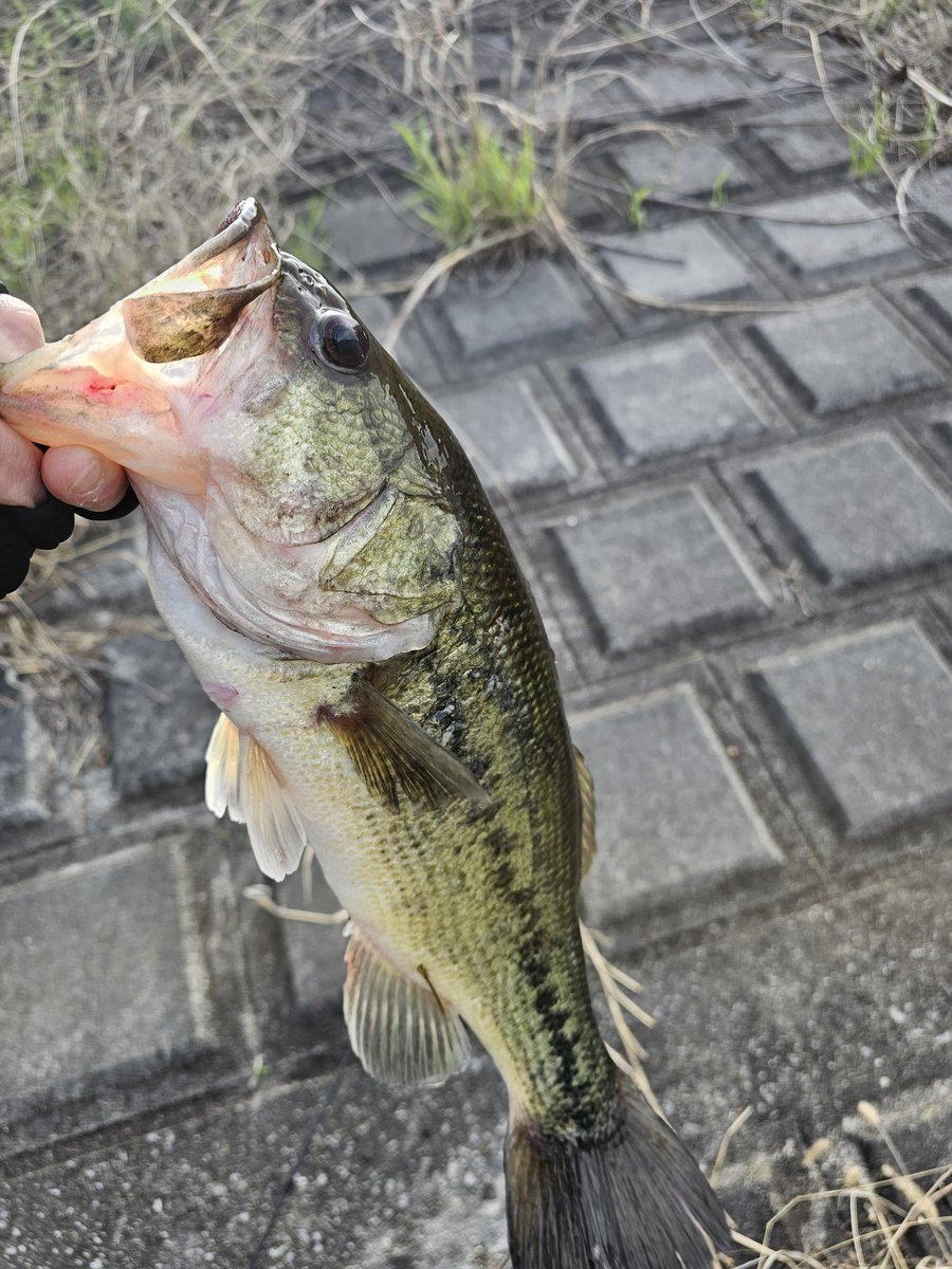 ビーバー tweet media