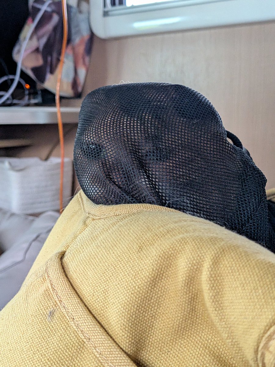 柴犬スティーブch【ｺｰｷﾞｰと猫を添えて】@YouTube tweet media