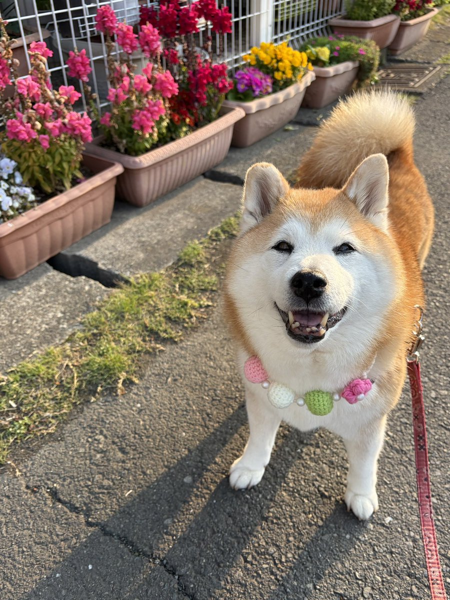 祥&柴犬のまるちゃん tweet media