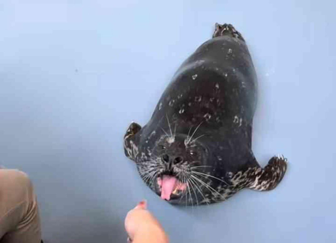 🐇bunny is back on seal duty 🦭🗣️ tweet media