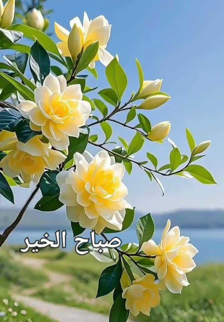 zulfiqar shaikh tweet media