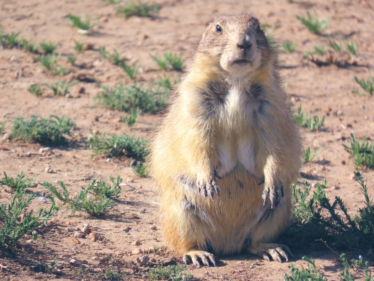 birdbud88's tweet photo. 😱 Cutie Prairie dogs 😍 #NaturePhotography #TwitterNatureCommunity #TwitterNaturePhotography #nature #WildlifePhotography #PrairieDogs https://t.co/zrJCHEMH36