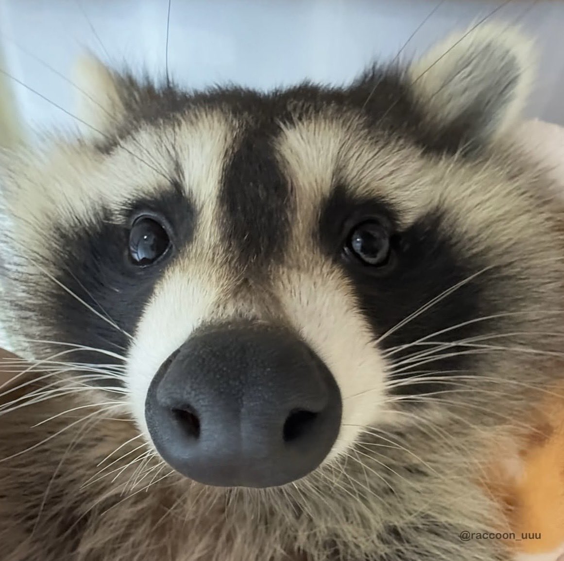 粒粒餡子 tweet media