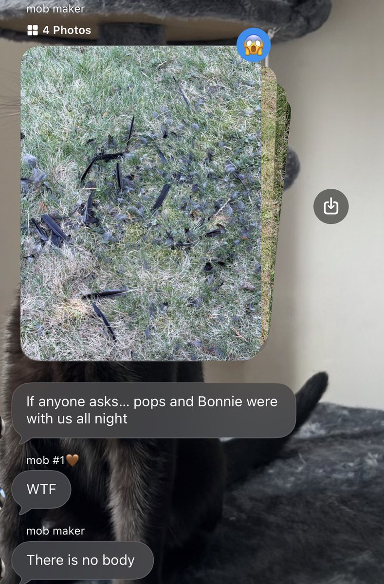 alybear🧸 tweet media