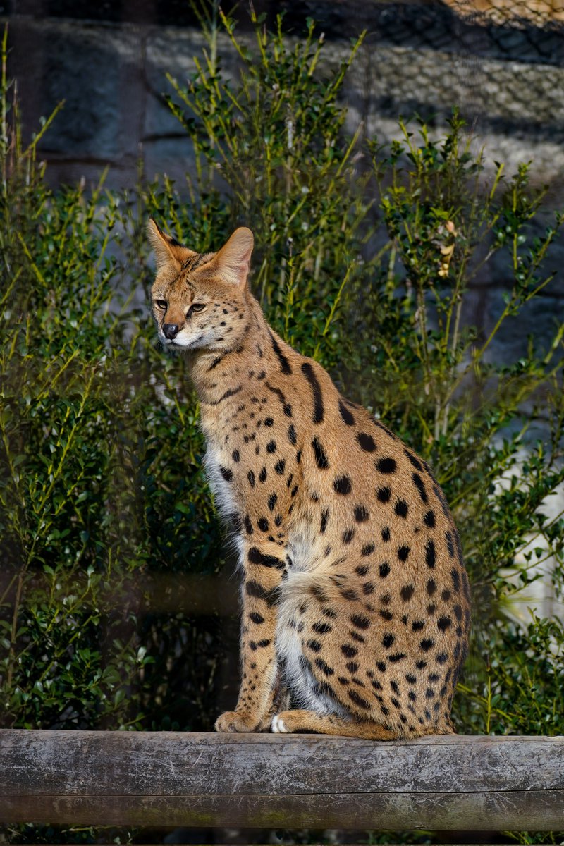 ShizuneYuki's tweet image. おはみんみぃ…( ˘ω˘ ) ｽﾔｧ…

ねむい……🐱

#サーバル #Serval
#多摩動物公園 #TamaZoologicalPark
