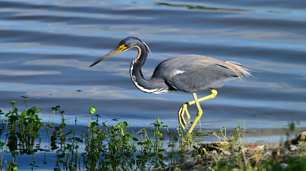 CharlieDAngeloX's tweet photo. Tricolor Heron.  Nikon Z8. 
#masters Masters ASEAN BTS UK EU USA Piccadilly Pix11 Univision Telemundo Britain Italy Sapporo Osaka Aesthetics NYC Miami Naples Breaking Dallas https://t.co/px00PCmfkp