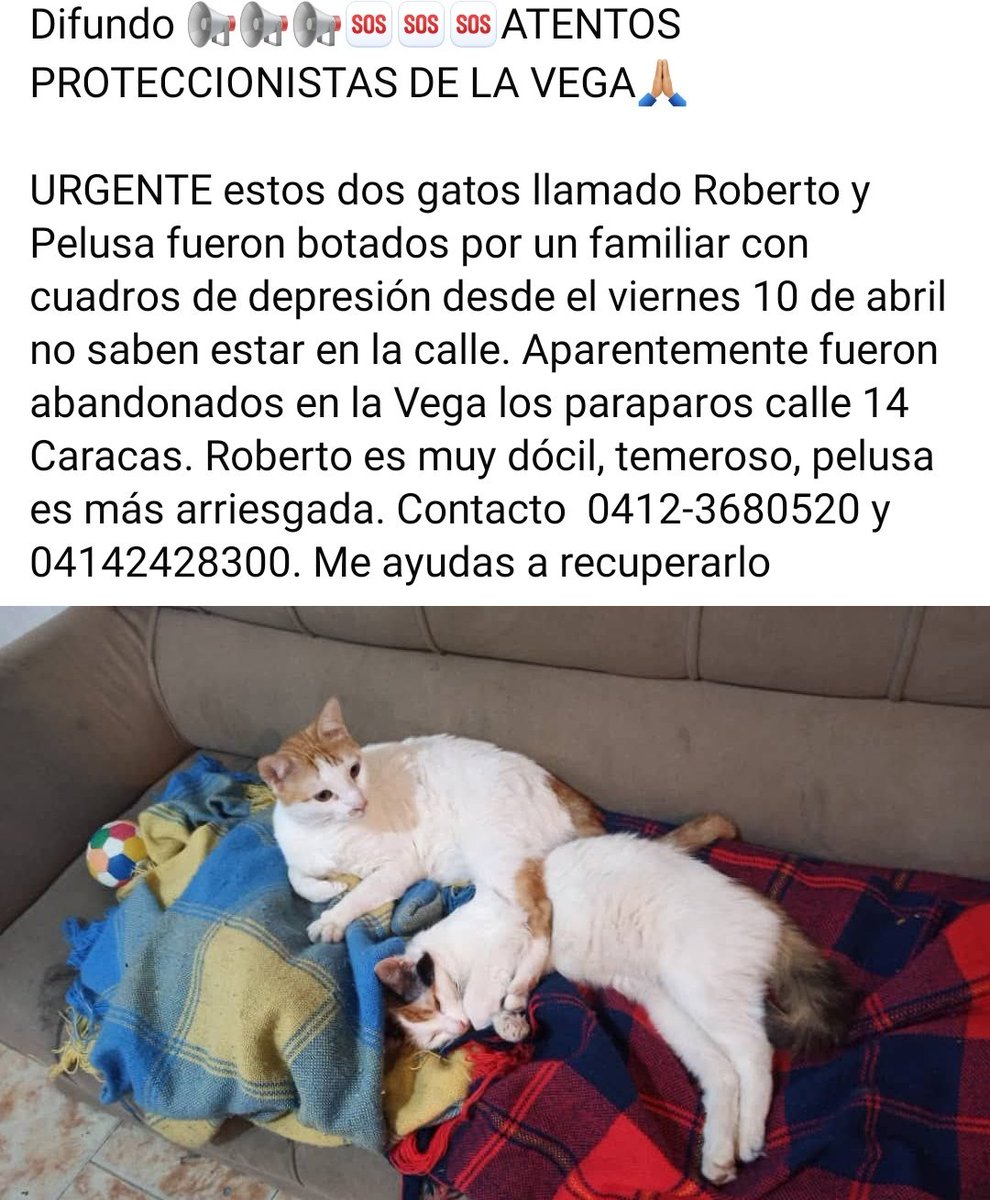 PerroUsuario's tweet photo. Se buscan en La Vega Caracas https://t.co/Sn8hxT1aqt