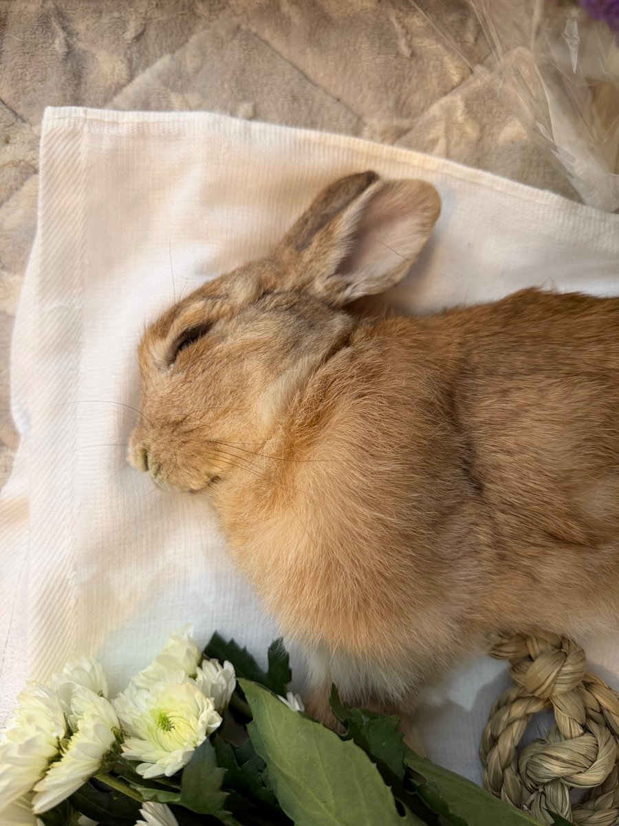 Senta the rabbit tweet media