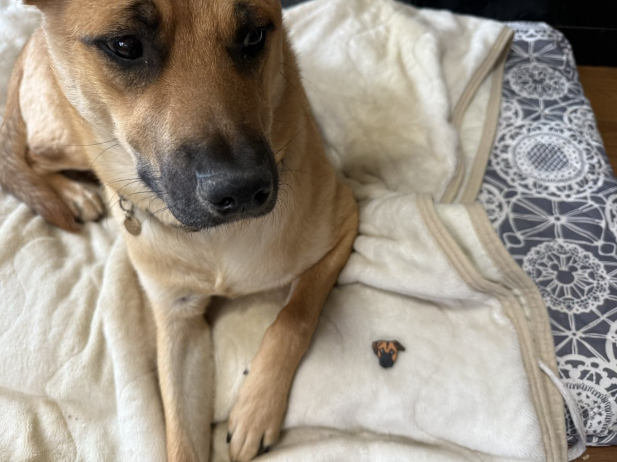 silspi's tweet photo. おはち!
ボクち似の子とハスチー
#雑種犬 #chita_dog #野犬の子 #zasshu https://t.co/u5p66VWqkZ