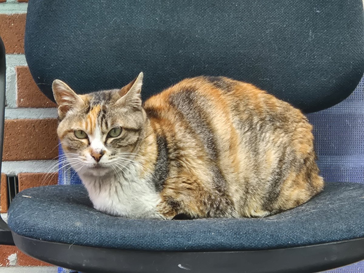 ์๋จ/๋๊ฐ ๋ด ๋ชจ์ง์ค tweet media