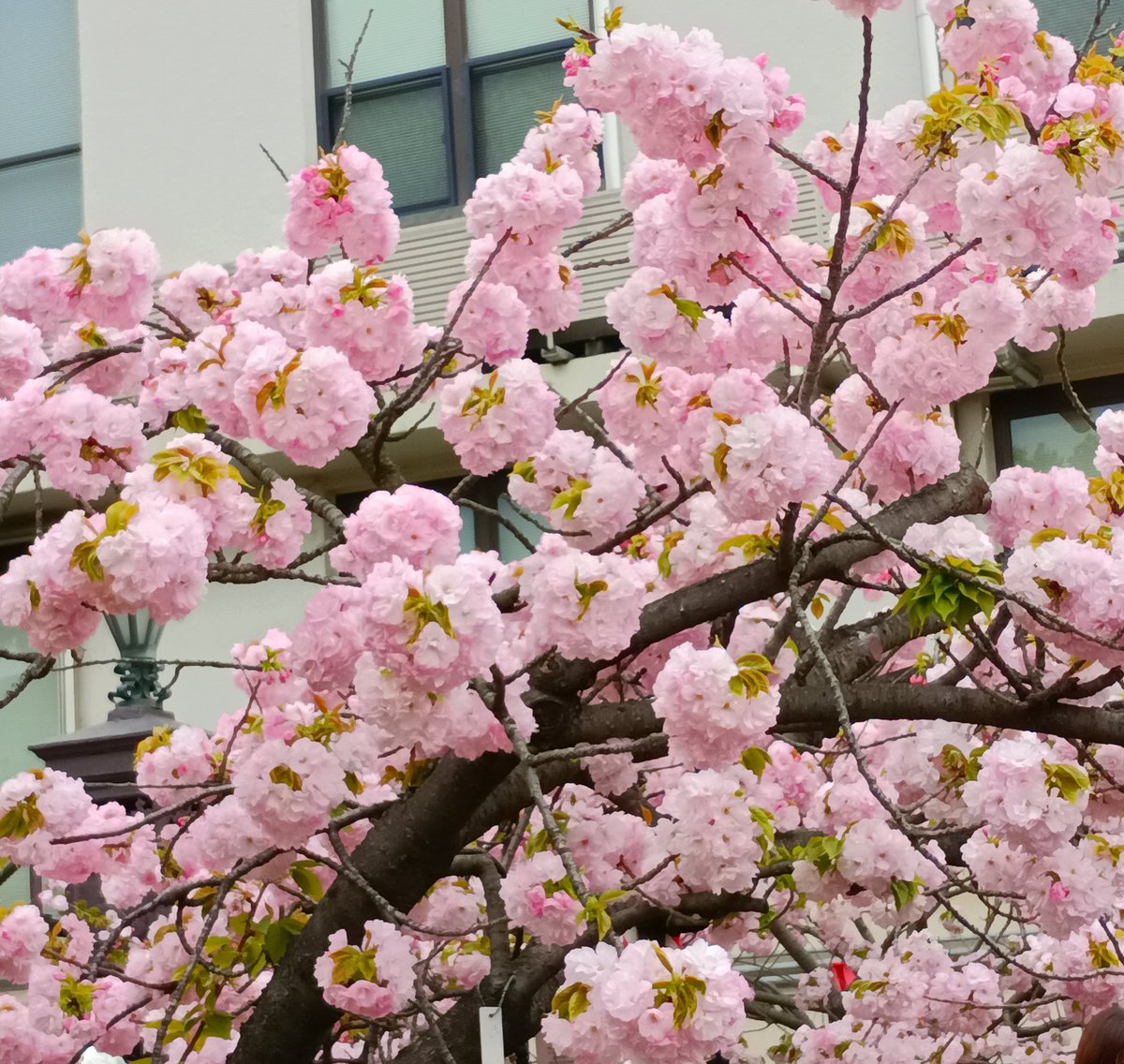 ぽぽぽんとふ tweet media