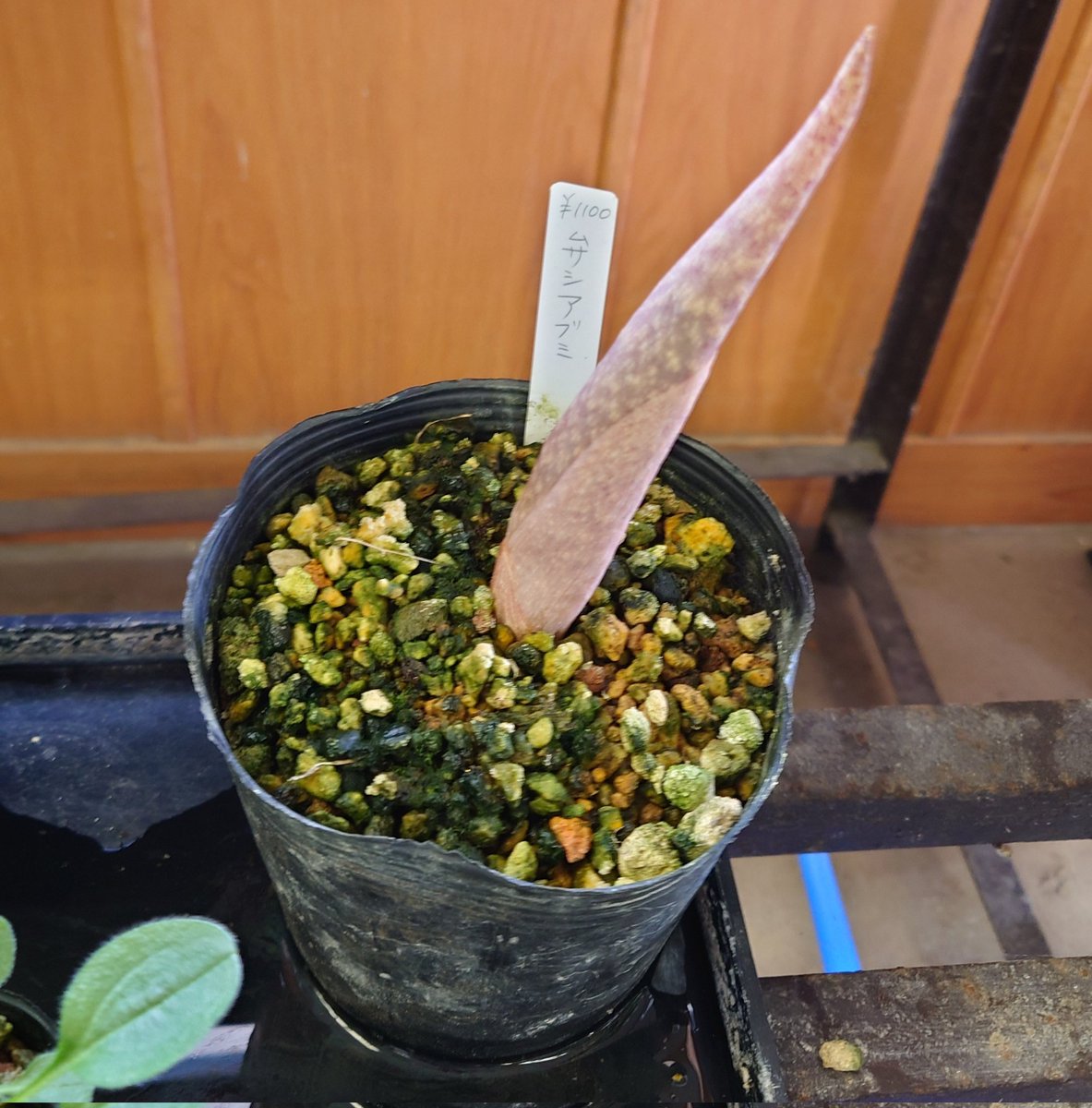 ねっこ(っ ॑꒳ ॑c)₺ƾ tweet media