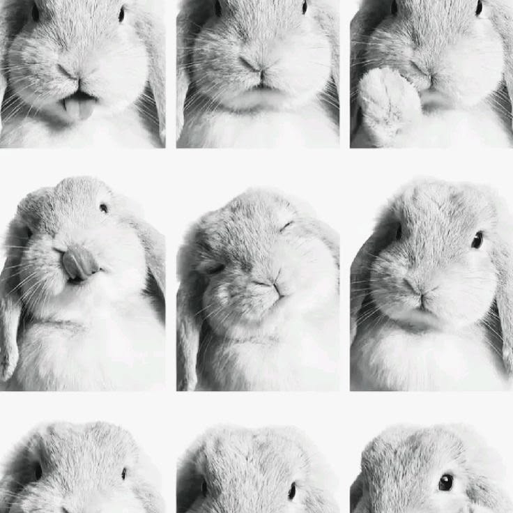 ❝ 𝐉ıang 𝒮 uzukı . 绘画 tweet media