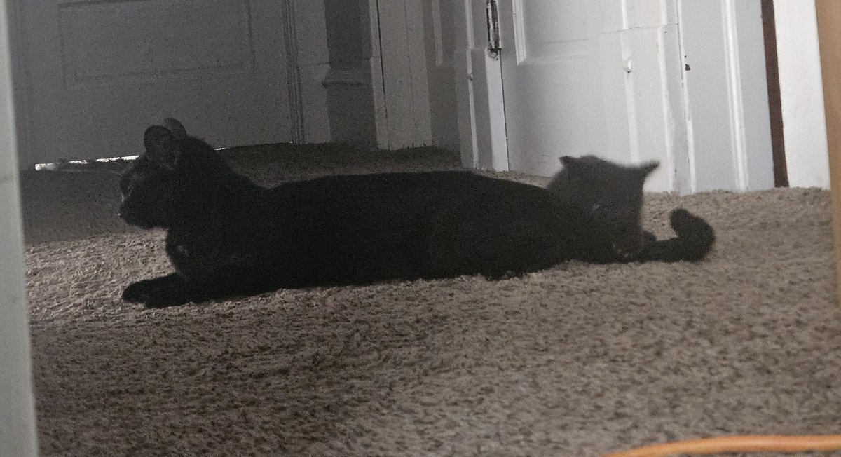 FriendlyAryanLovingBuddyRaper1491 tweet media