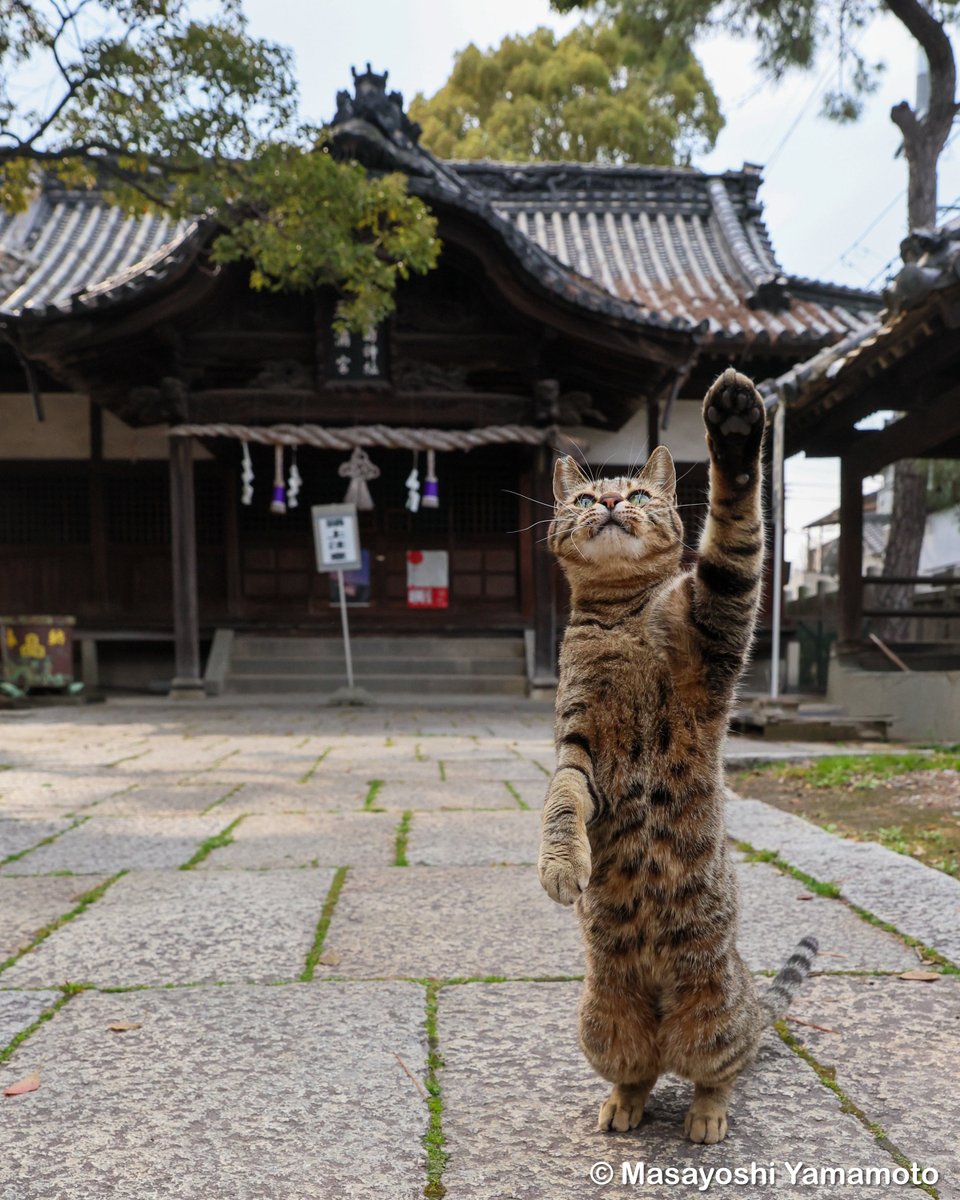にゃん神様のあいさつ。