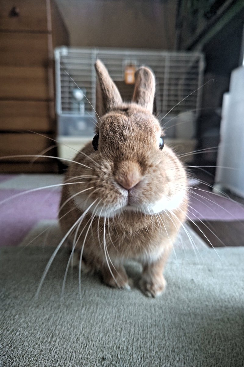 のくた（おじさんだけど心は乙女） tweet media