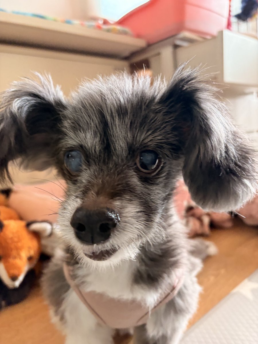 おねっさん tweet media