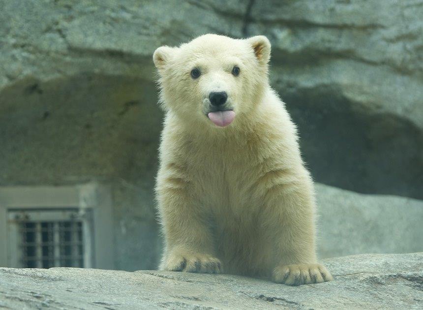 七絵♡ʕ•ᴥ•ʔ🐼 tweet media