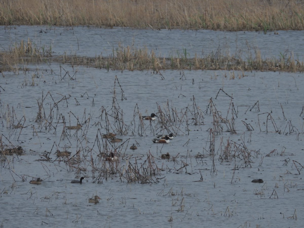 soyrwoo's tweet photo. フェルミ国立加速器研究所に行ってみました！風が強かったけど野鳥はたくさん見れた💚🐦‍⬛🦆
went birding at fermilab today
#香取真吾 #野鳥 #緑松心はエコロジー
#推し活ってこういうことでしょうか https://t.co/w6PSH2CpgO