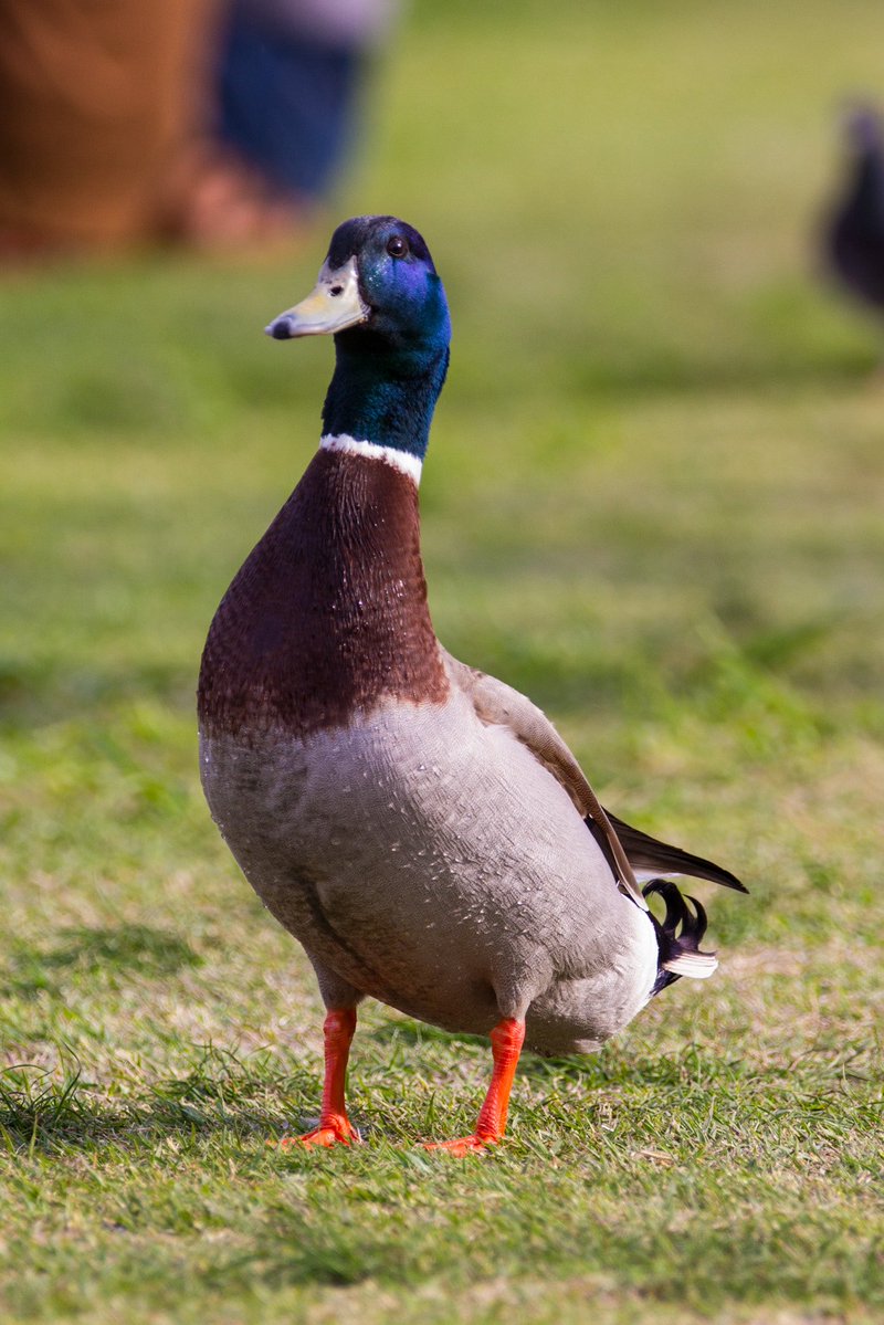 天橋 める🔻 tweet media