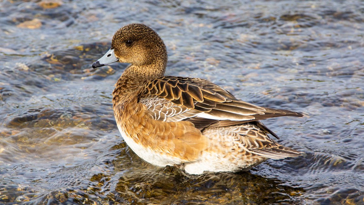 天橋 める🔻 tweet media