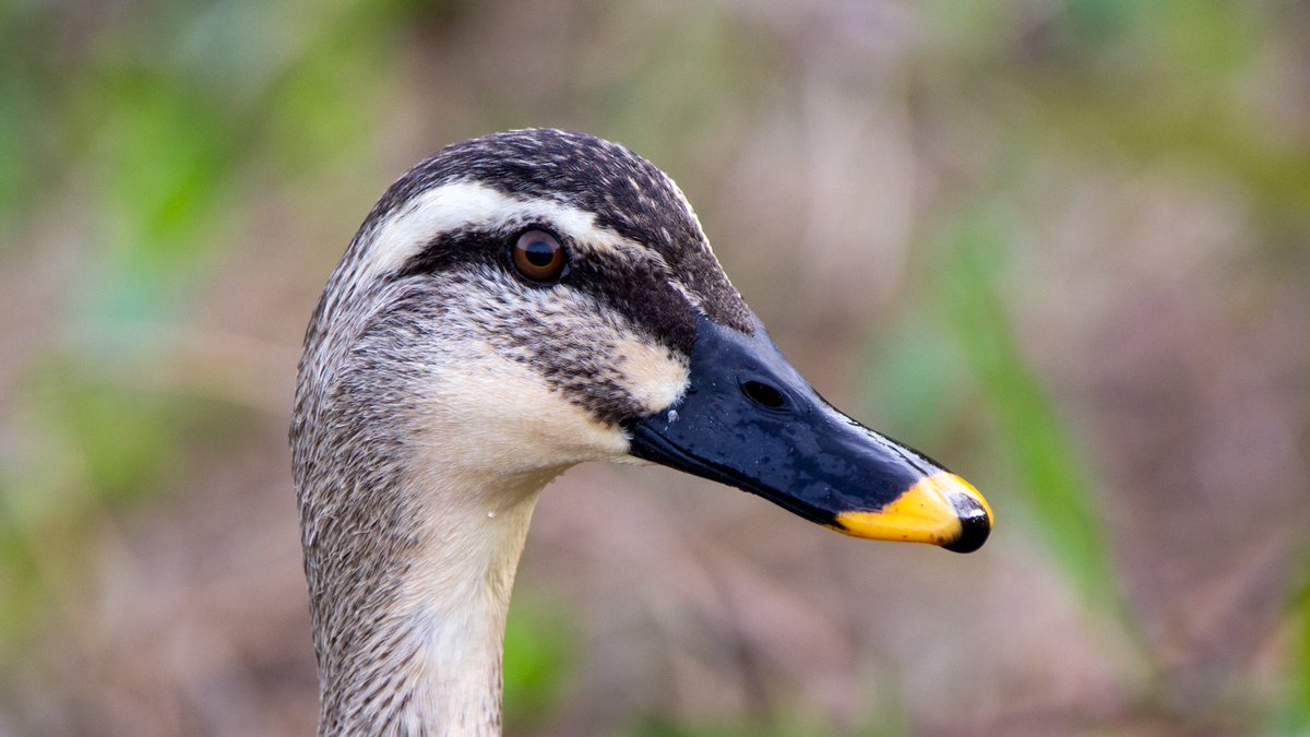 天橋 める🔻 tweet media