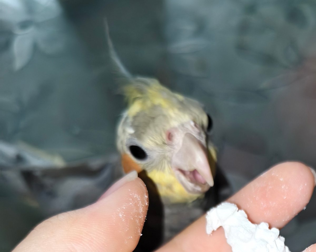 芊羽貓貓神 tweet media