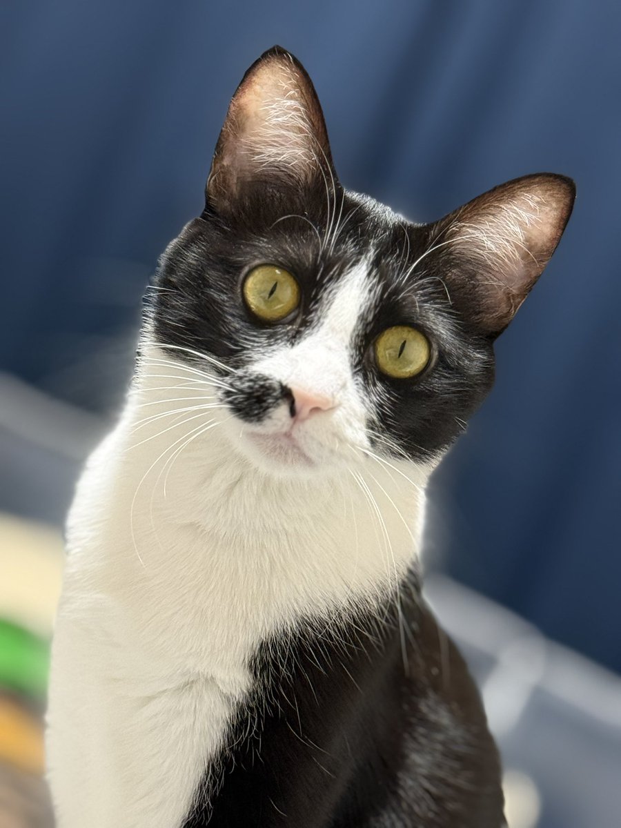 りんね∞/Lynne∞ tweet media