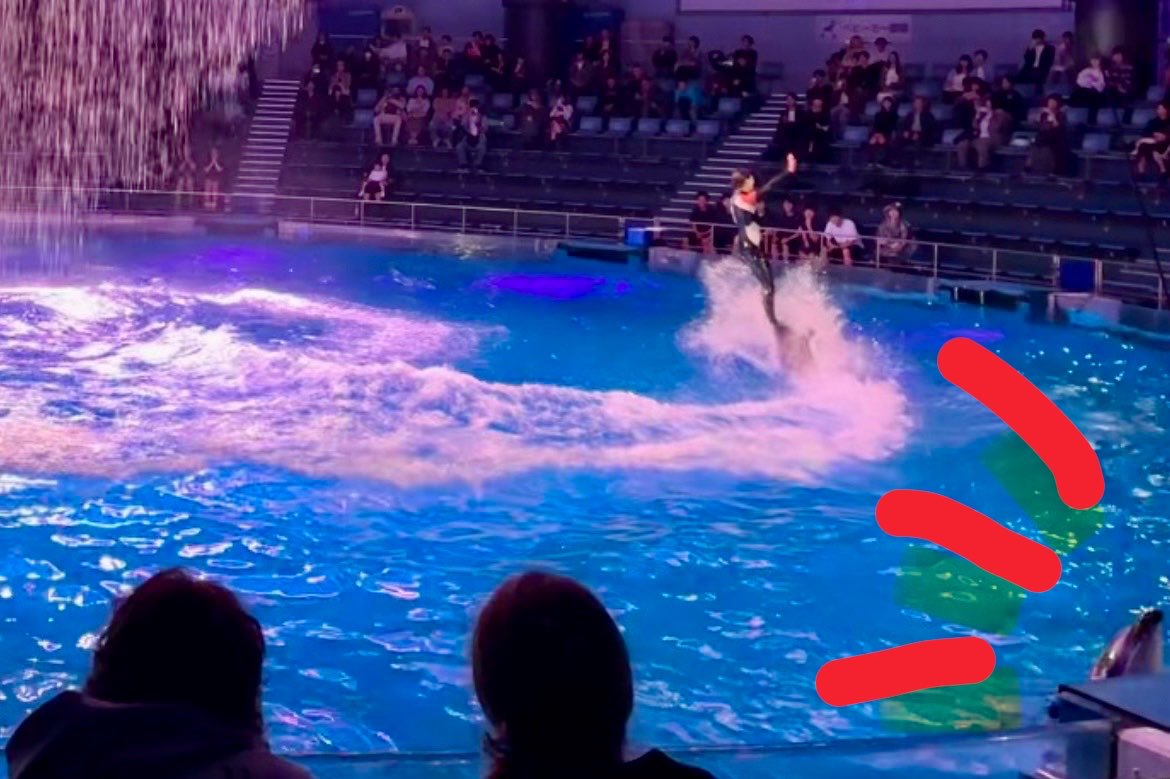 akioshio's tweet photo. きのう水族館でイルカのショーを観たけど、5歳児の母としては中央の華やかなパフォーマンスはもとより、隅でおとなしくじっと待てている子に「なんて偉いんだ…」と感銘を受けてしまうのでした https://t.co/P54pWrDnq3