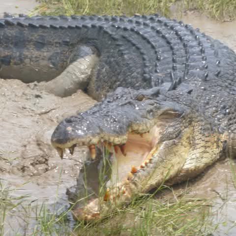 ApexPredator227's tweet image. Here’s my top 4 favorite reptiles

1. Saltwater crocodile
2. Black caiman 
3. Nile crocodile 
4. Komodo dragon
